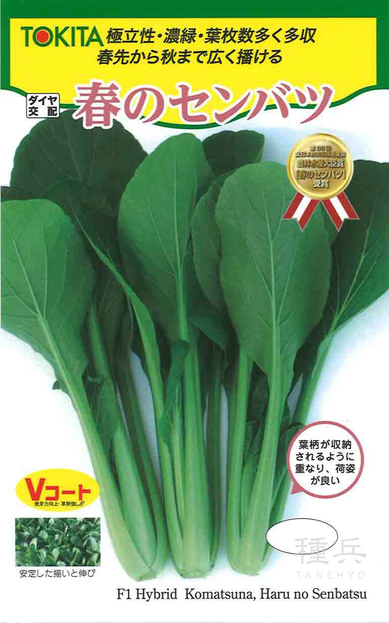 コマツナ 種 『春のセンバツ』  トキタ種苗