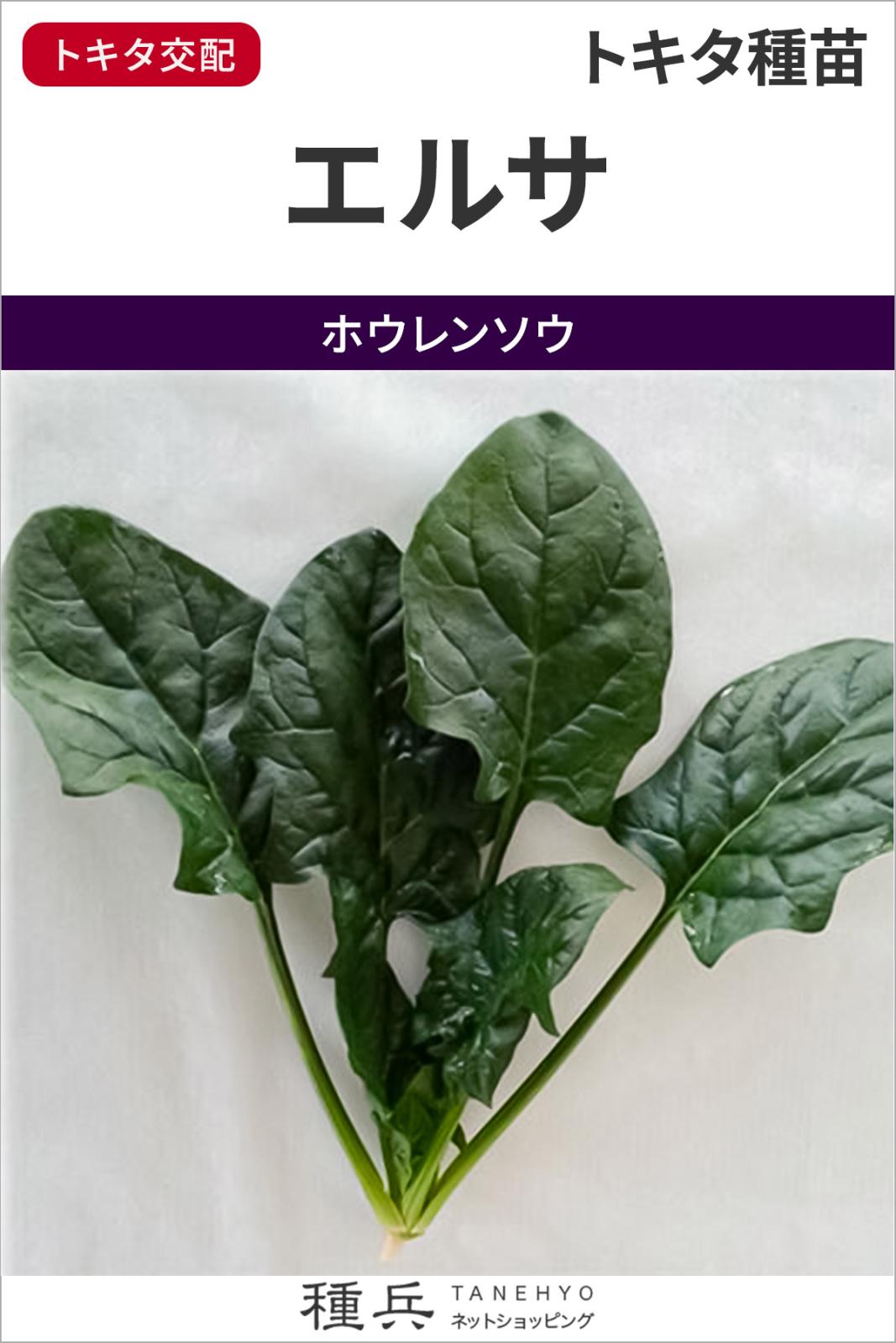 ホウレンソウ 種 『エルサ』  トキタ種苗