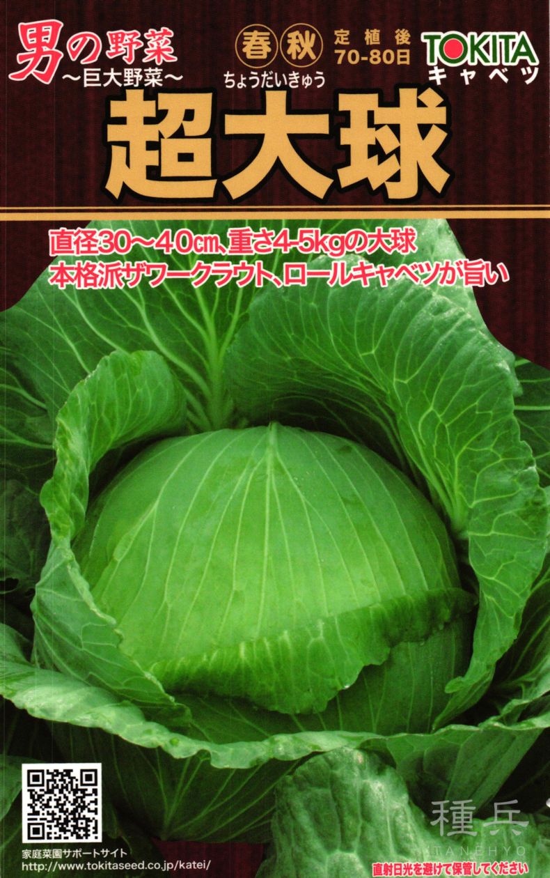 ジャンボキャベツ 種 『超大球』 トキタ種苗 | たね,葉菜の種,キャベツ