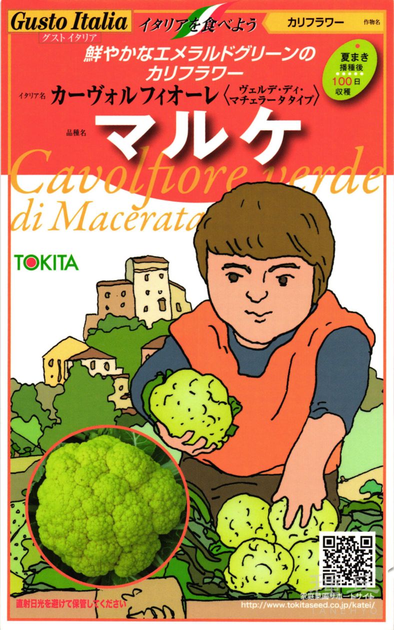カリフラワー 種 『マルケ』  トキタ種苗