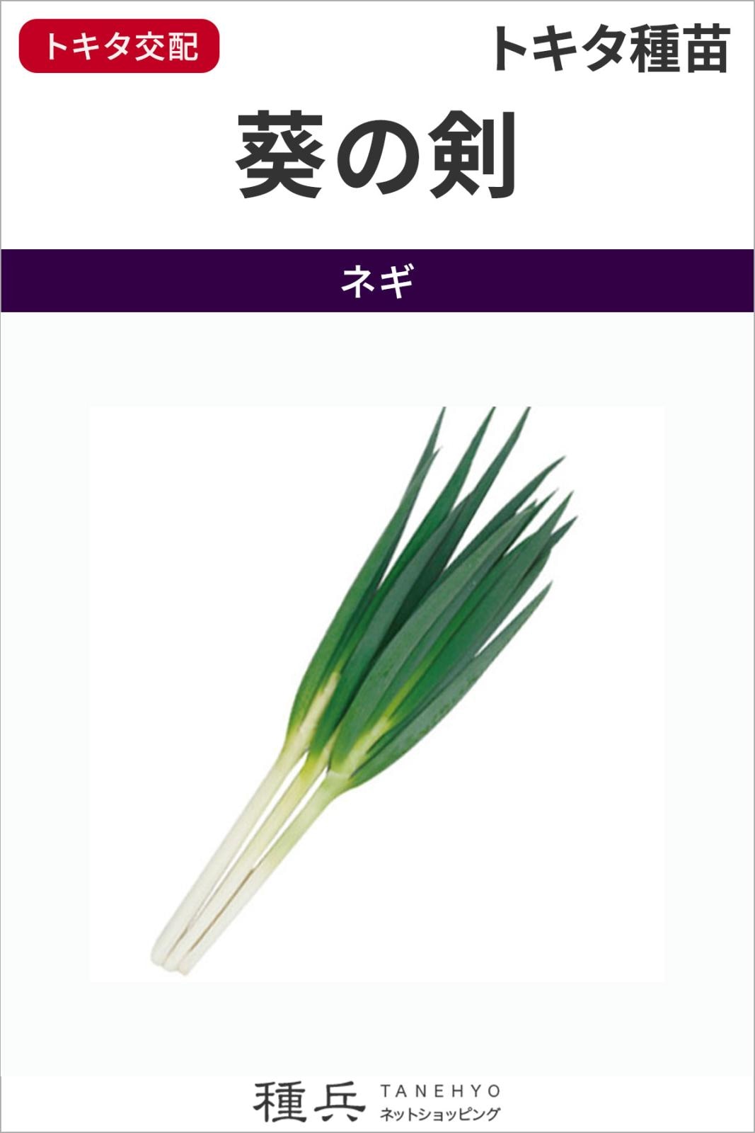 根深ネギ 種 『葵の剣』  トキタ種苗