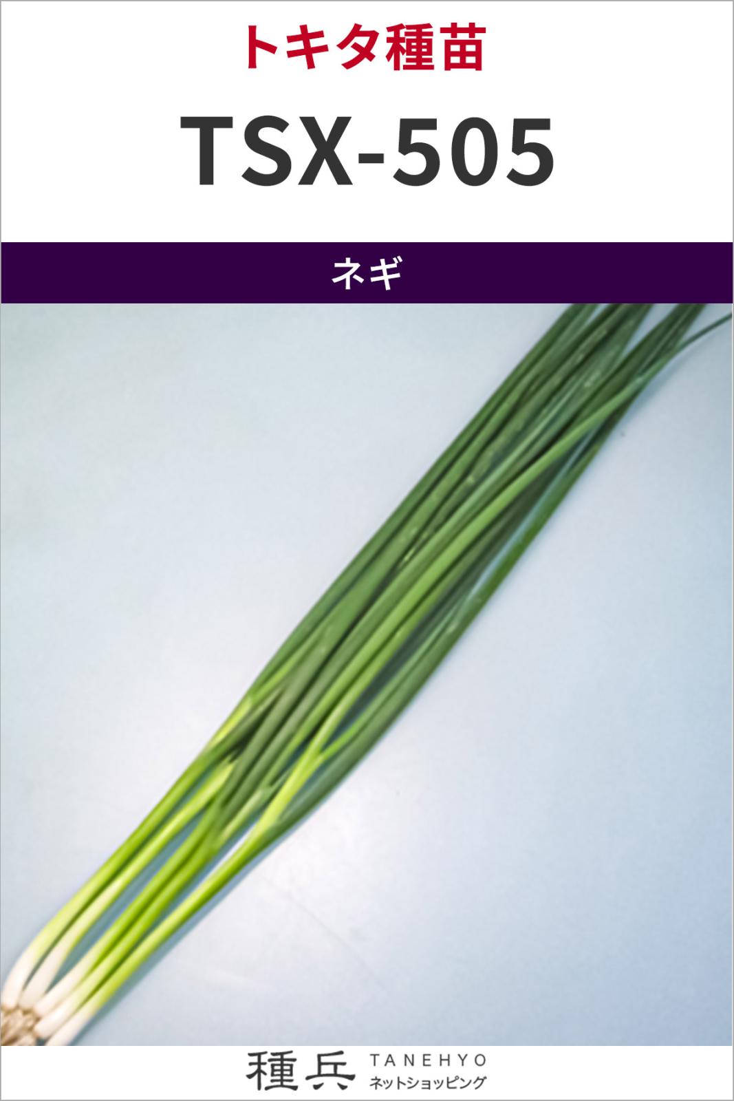 葉ネギ 種 『TSX-505こねぎ』  トキタ種苗