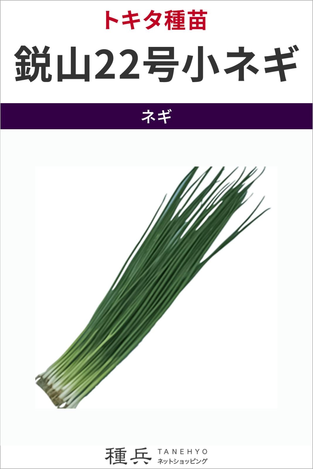 葉ネギ 種 『鋭山２２号小ネギ』  トキタ種苗