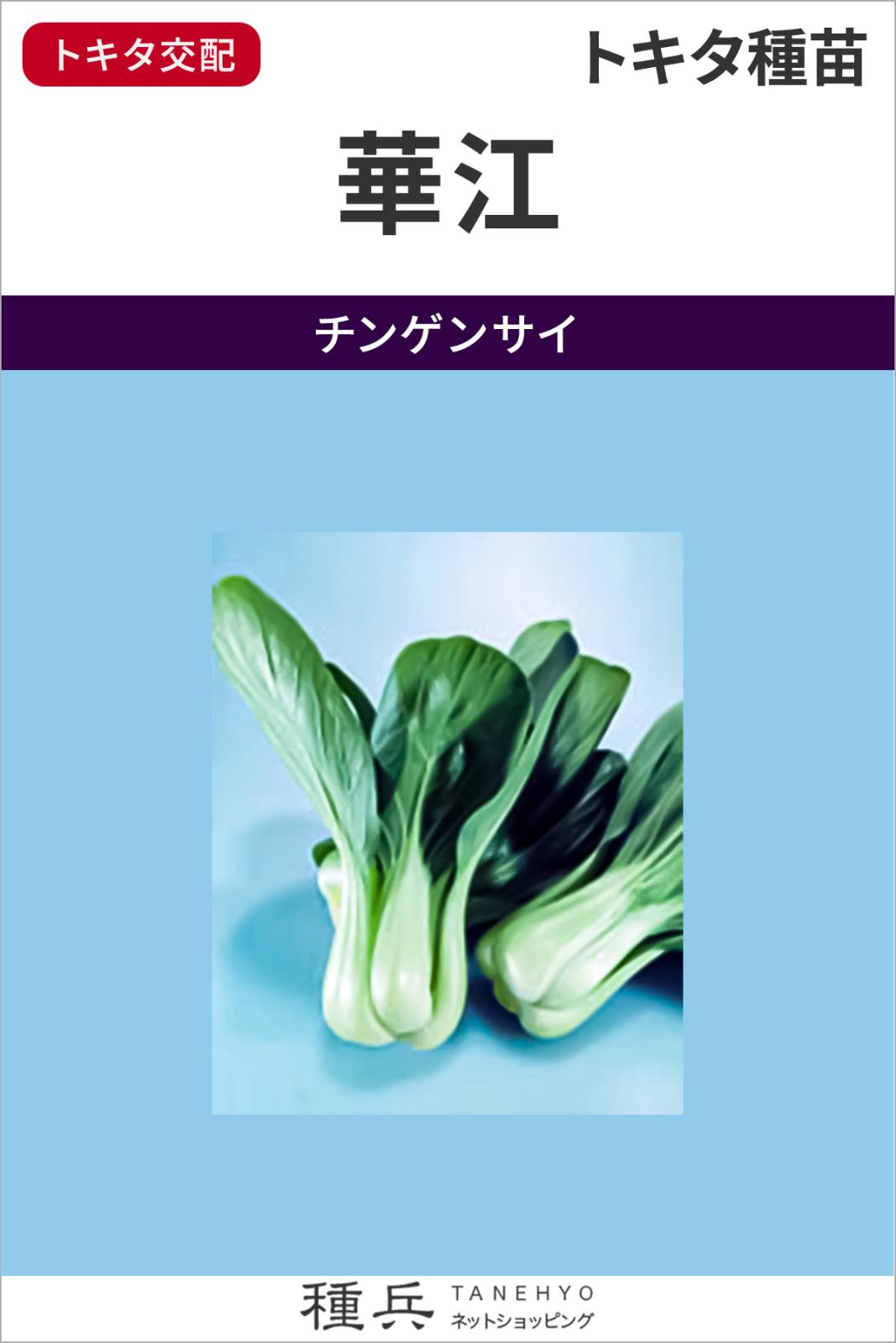 チンゲンサイ 種 『華江』  トキタ種苗