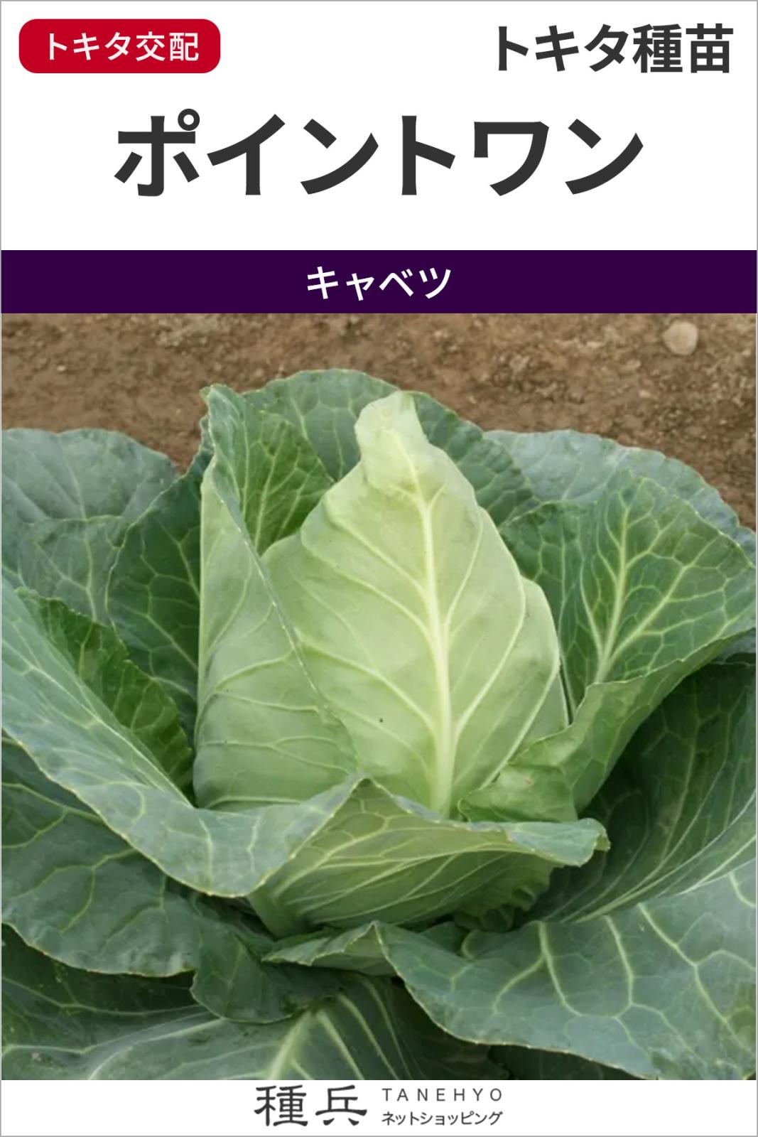 尖りキャベツ 種 『ポイントワン』 トキタ種苗 | たね,葉菜の種