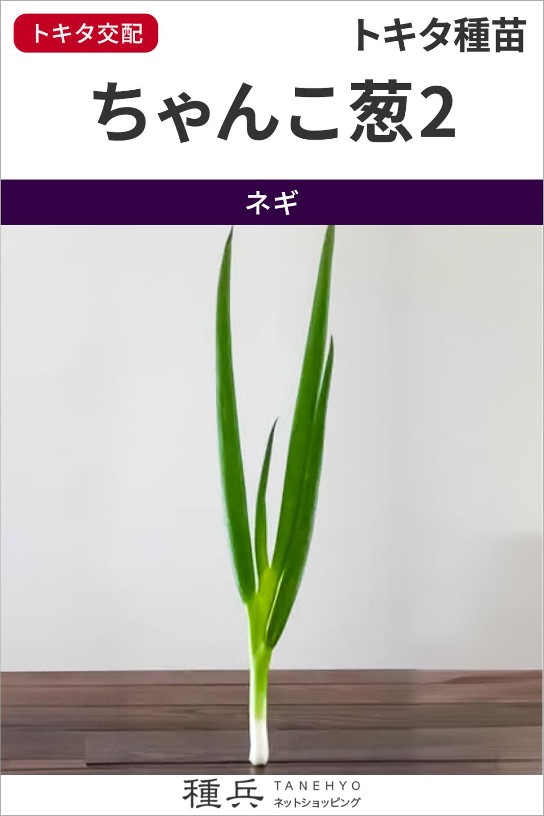 葉ネギ 種 『ちゃんこ葱２』  トキタ種苗