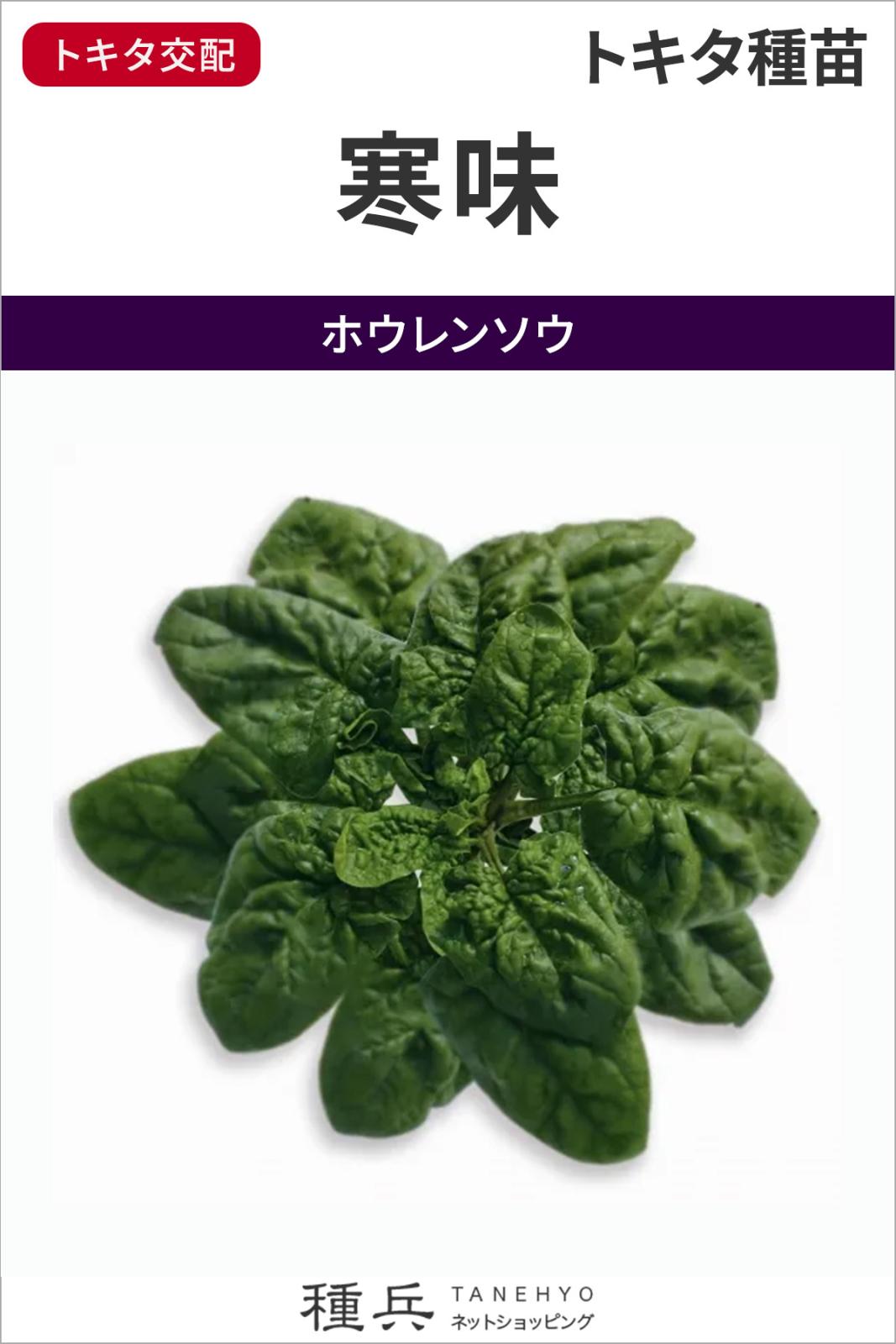 ちぢみホウレンソウ 種 『寒味』  トキタ種苗