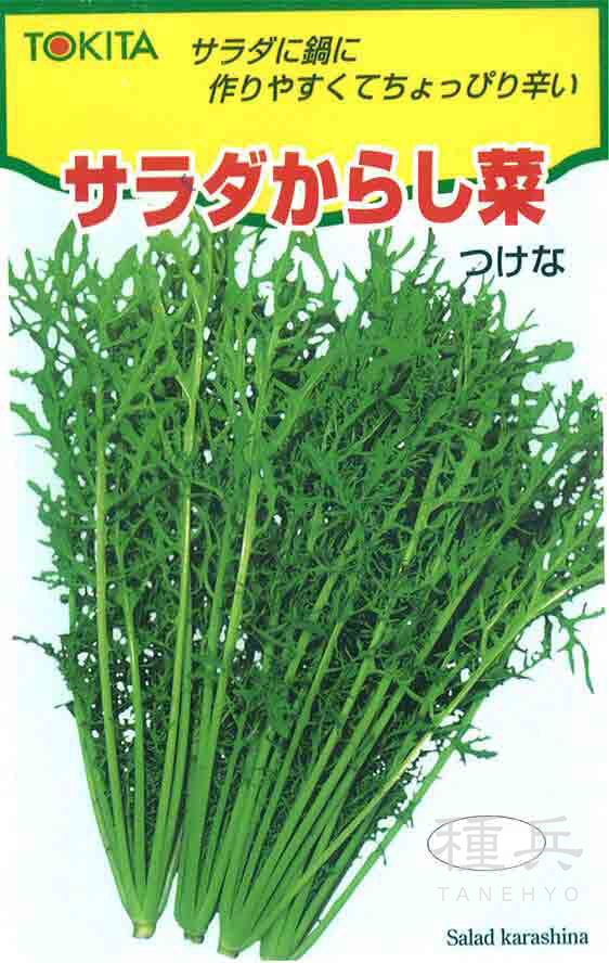カラシナ 種 『サラダからし菜』  トキタ種苗