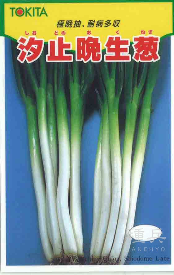 ネギ 種 『汐止晩生葱』  トキタ種苗