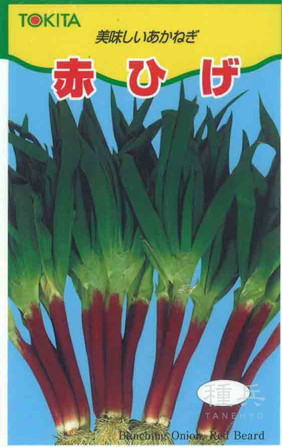 赤根深ネギ 種 『赤ひげ葱』  トキタ種苗