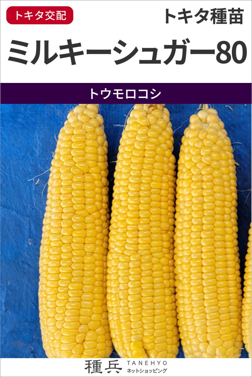 スイートコーン 種 『ミルキーシュガー80 』  トキタ種苗