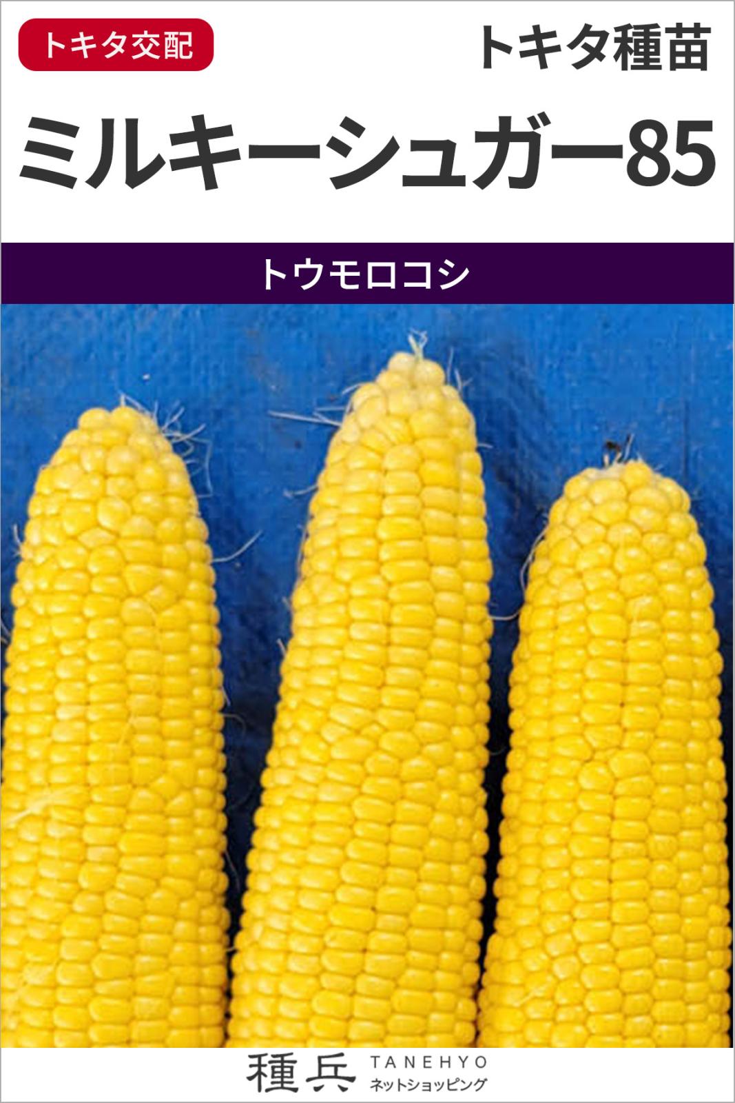 スイートコーン 種 『ミルキーシュガー85』  トキタ種苗