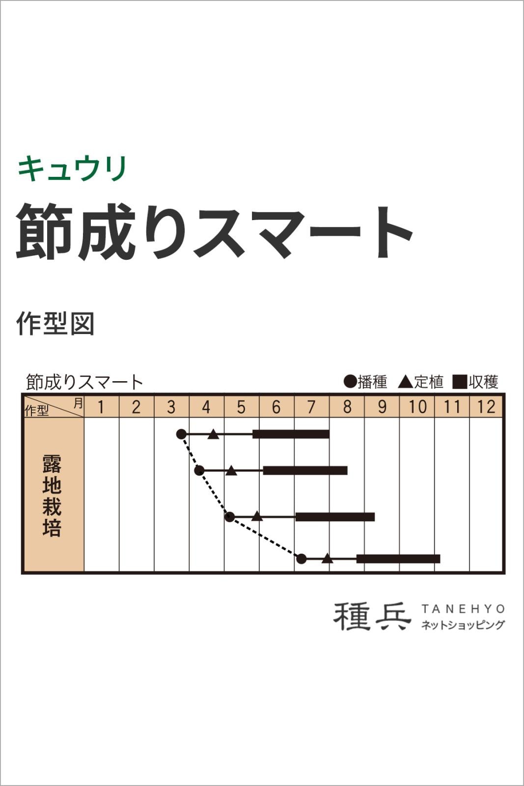 キュウリ 種 『節成りスマート』 トキタ種苗 | たね,果菜の種,キュウリ
