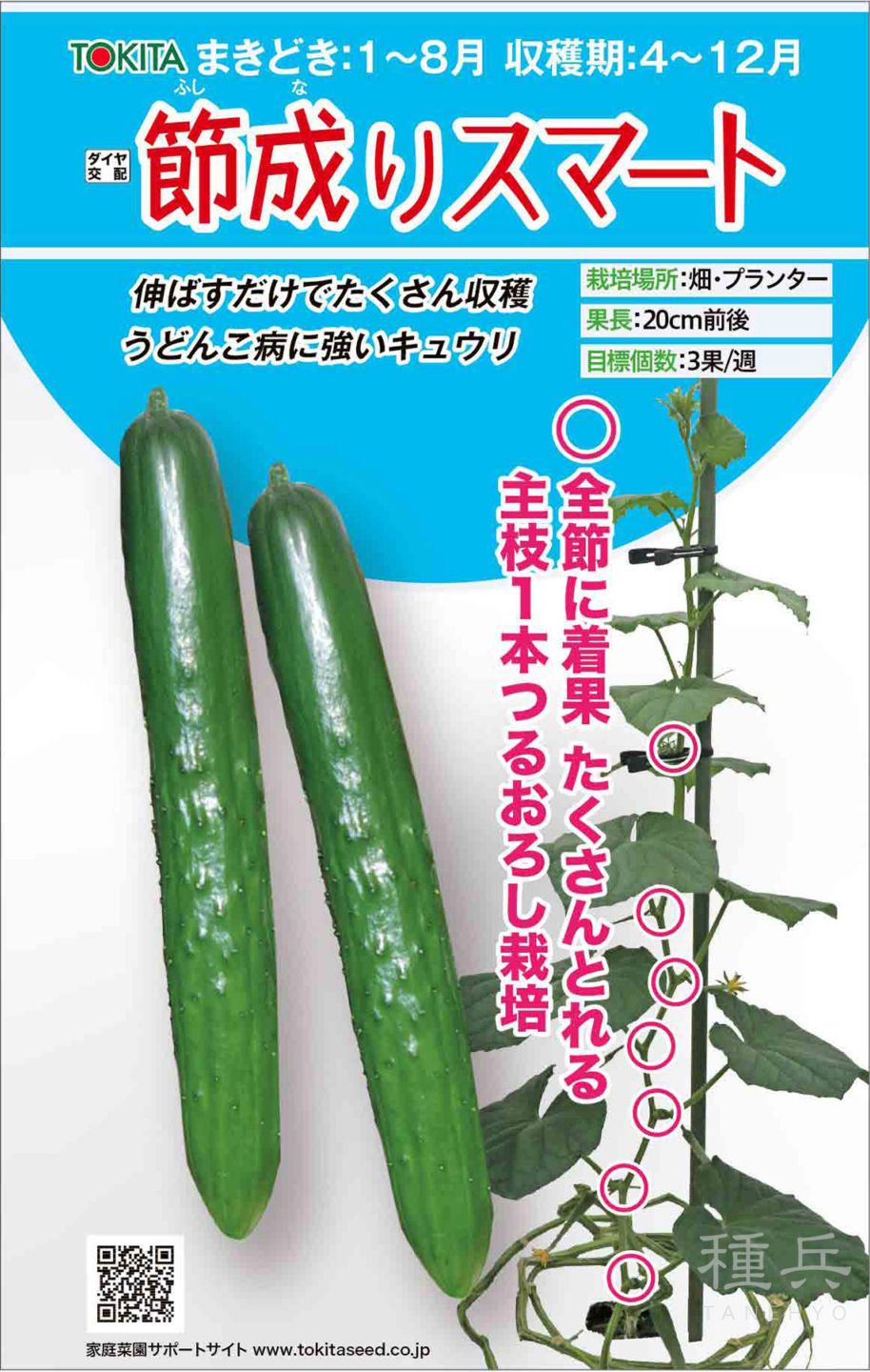 キュウリ 種 『節成りスマート』  トキタ種苗