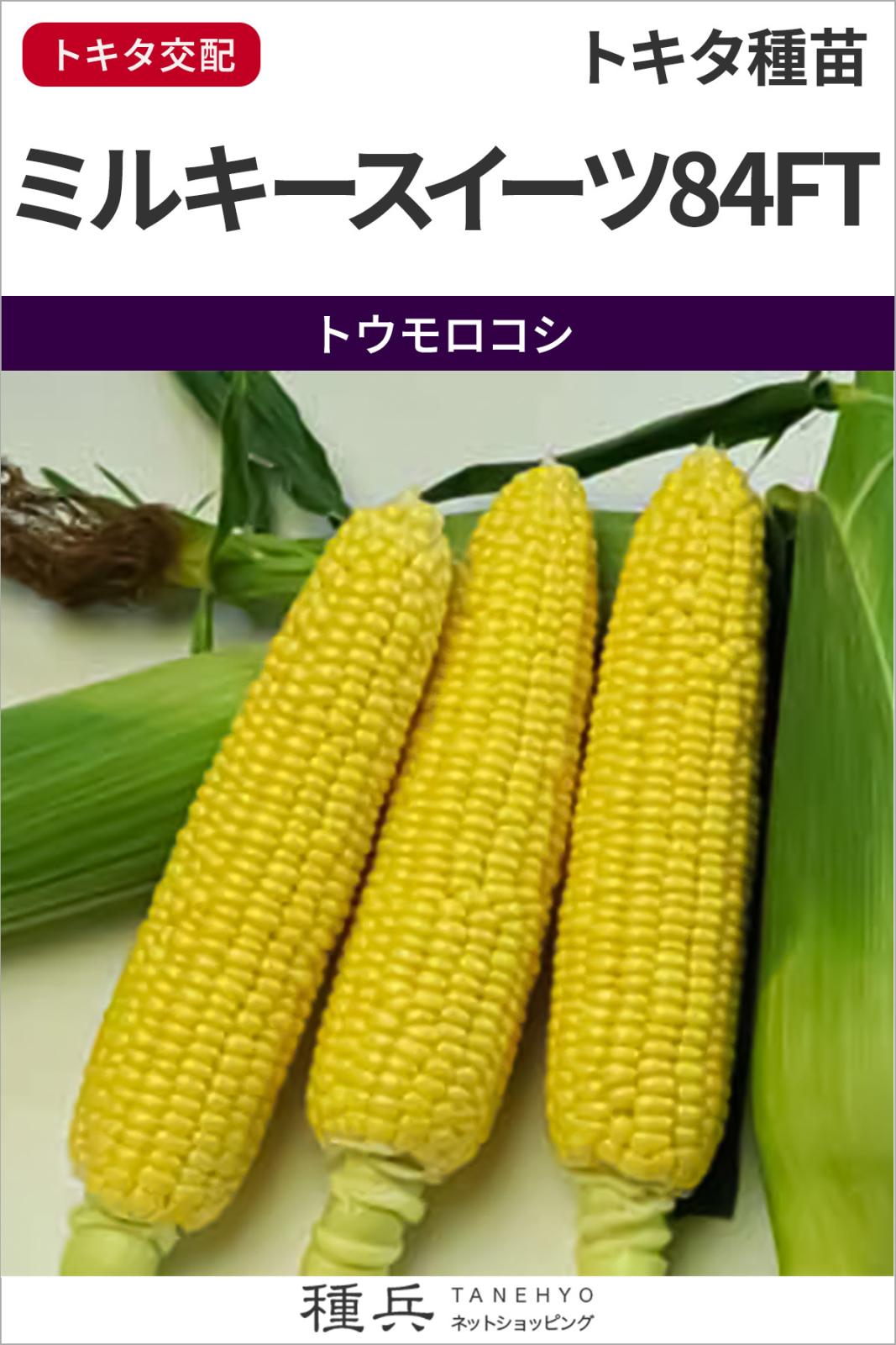 スイートコーン 種 『ミルキースイーツ84FT』  トキタ種苗