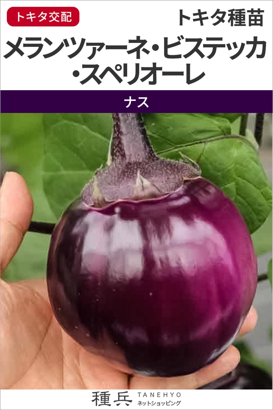 丸ナス 種 『メランツァーネ・ビステッカ・スペリオーレ』  トキタ種苗