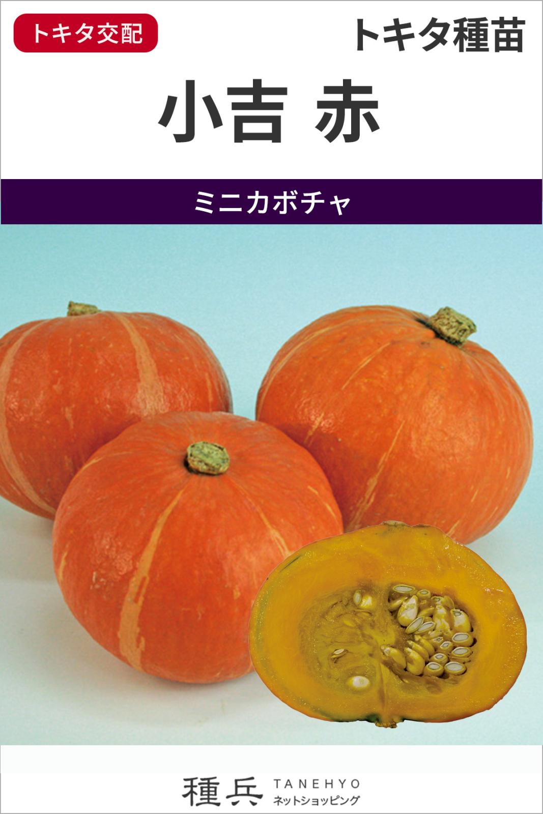 赤皮ミニカボチャ 種 『小吉 赤』  トキタ種苗