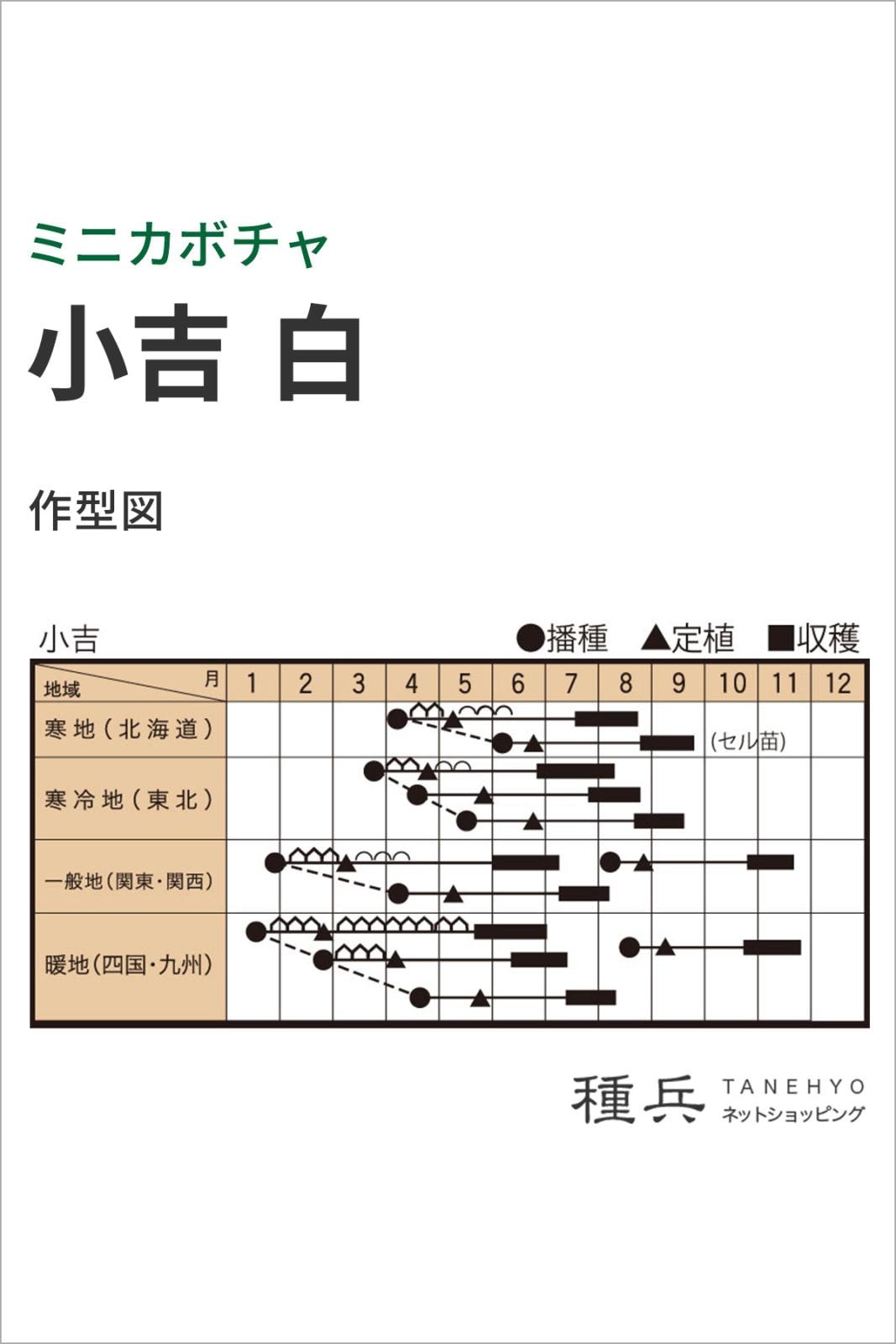 白皮ミニカボチャ 種 『小吉 白』 トキタ種苗 | たね,果菜の種