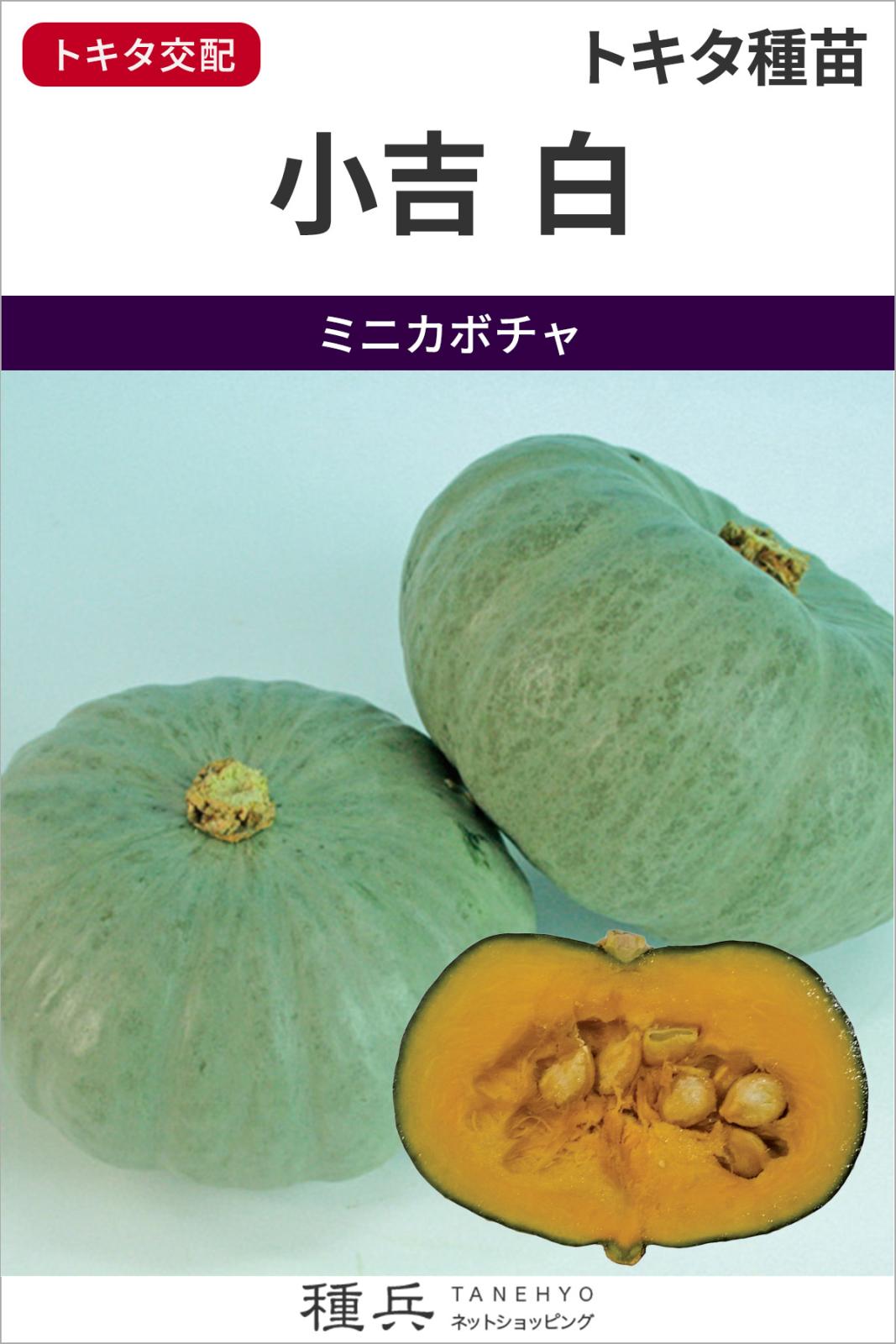 白皮ミニカボチャ 種 『小吉 白』  トキタ種苗