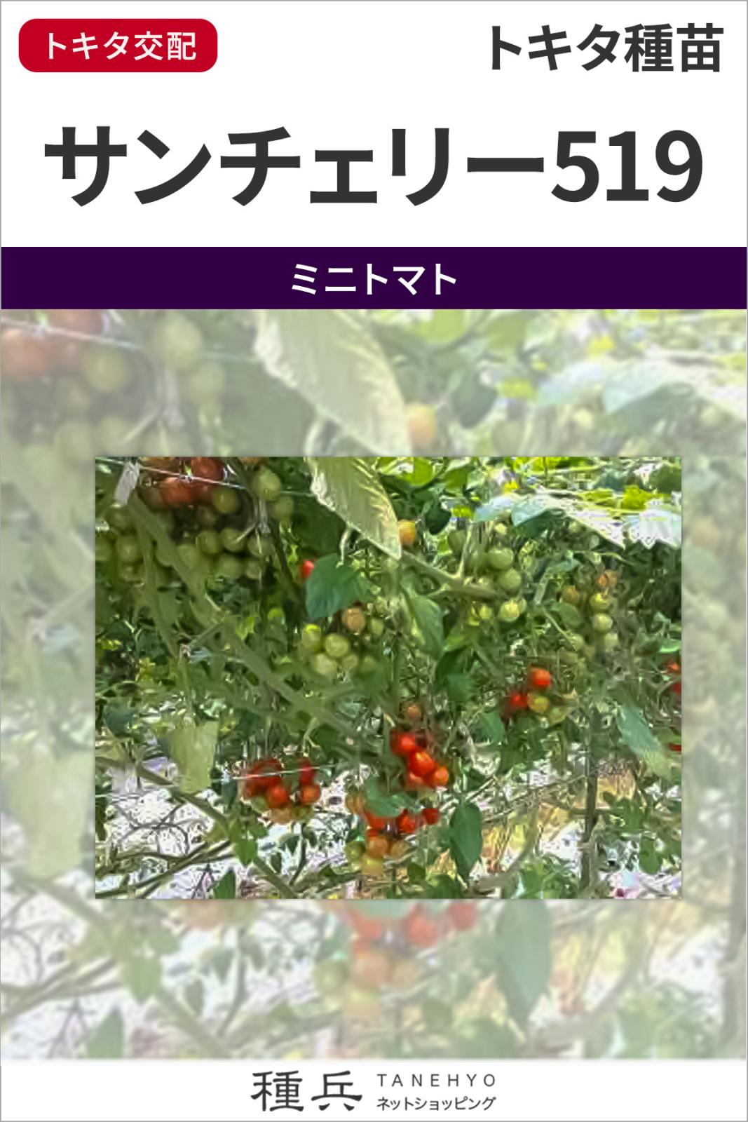 ミニトマト 種 『サンチェリー519』 トキタ種苗 | たね,果菜の種