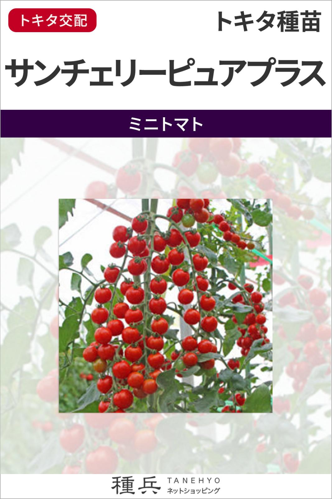 ミニトマト 種 『サンチェリーピュアプラス』 トキタ種苗 | たね,果菜