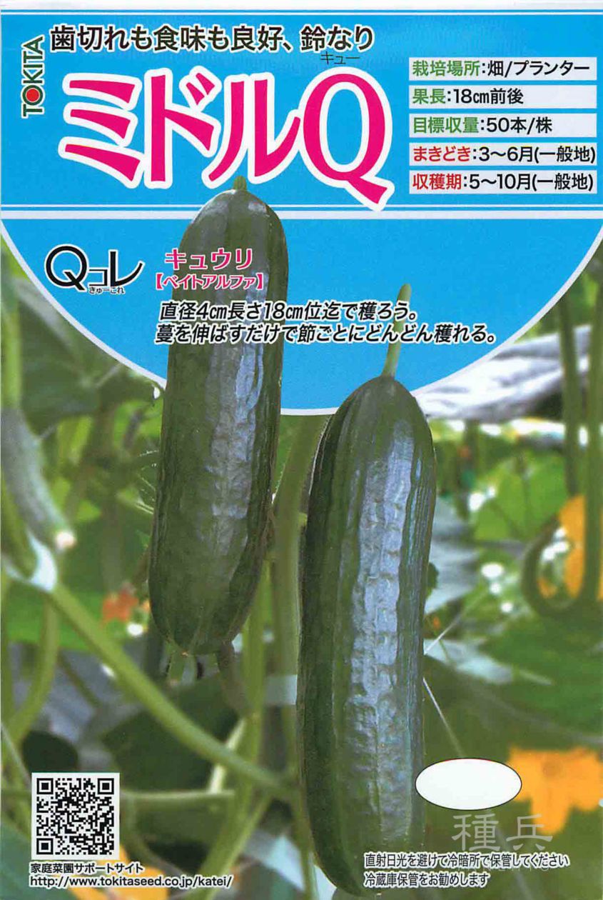ミニキュウリ 種 『ミドルQ』  トキタ種苗