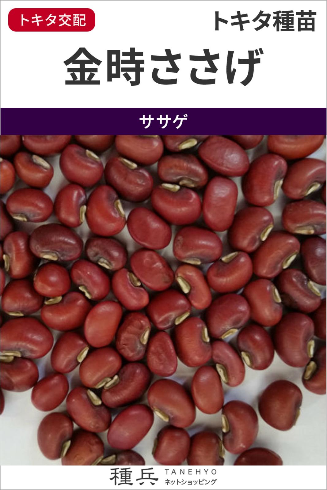 ササゲ 種 『金時ささげ』  トキタ種苗