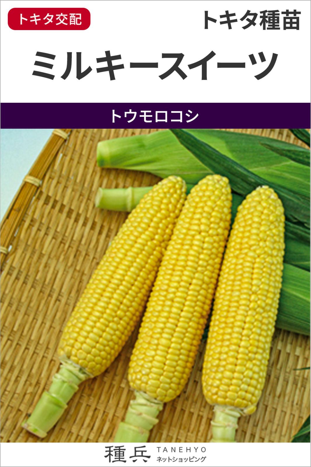 スイートコーン 種 『ミルキースイーツ』  トキタ種苗