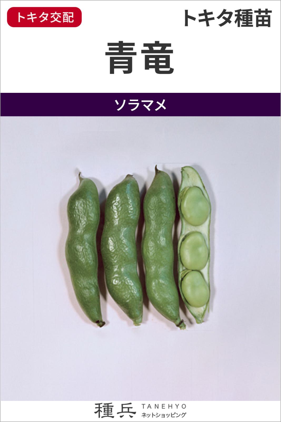ソラマメ 種 『青竜』  トキタ種苗