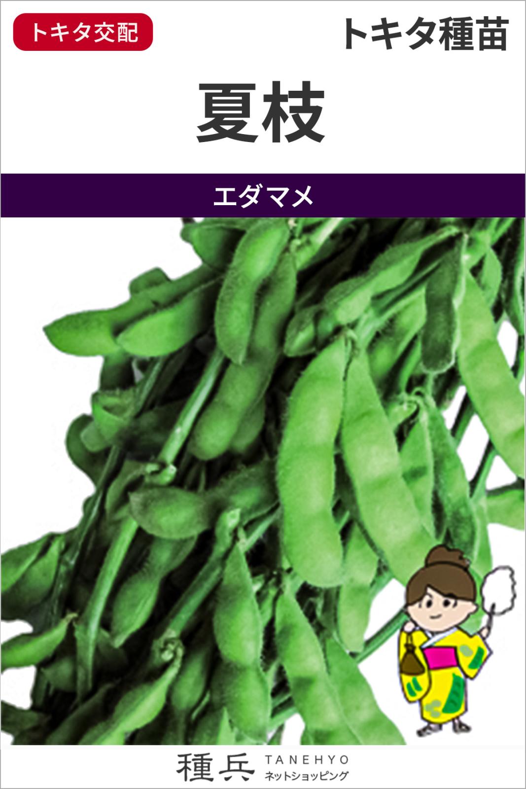 エダマメ 種 『夏枝』  トキタ種苗