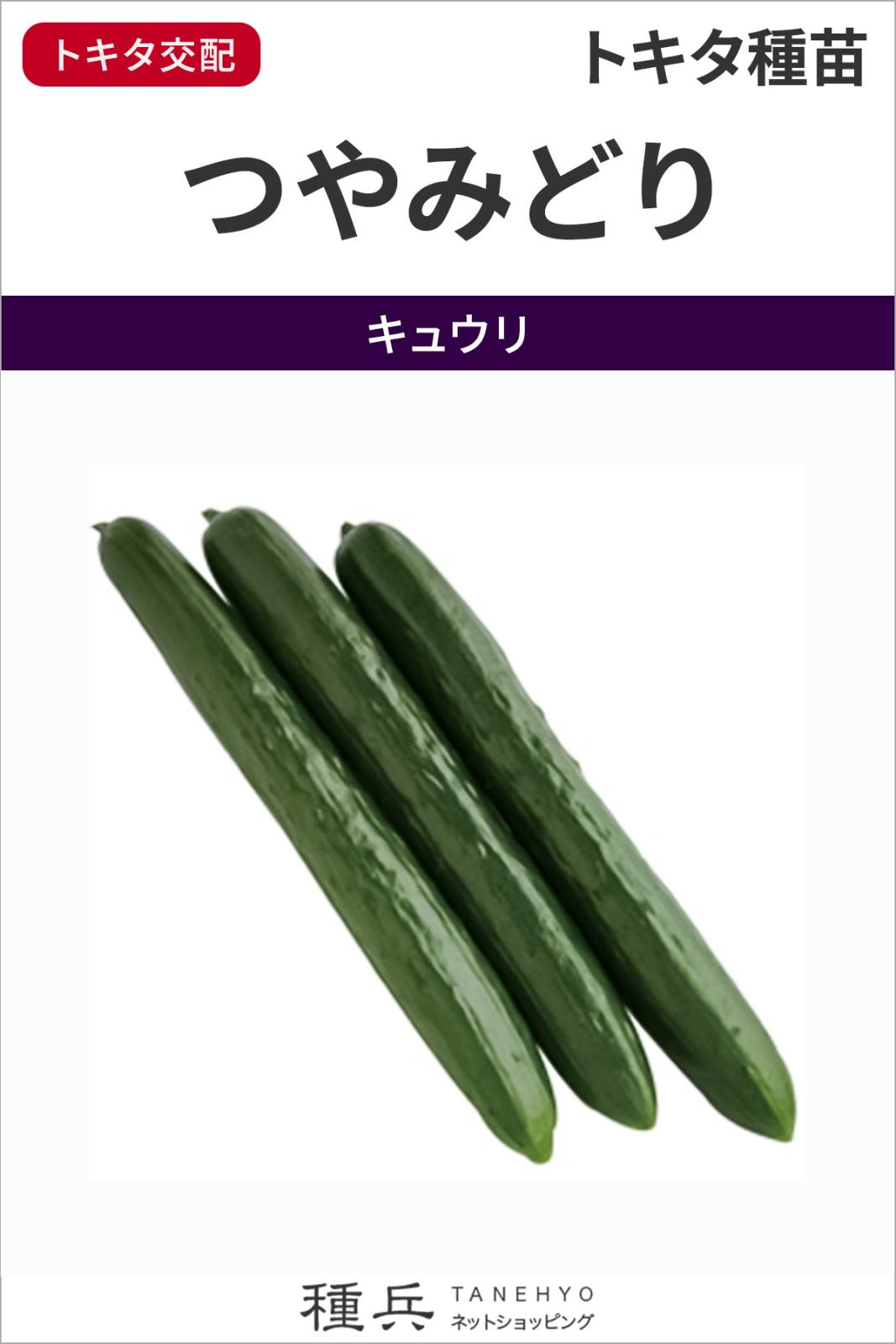 キュウリ 種 『つやみどり』  トキタ種苗