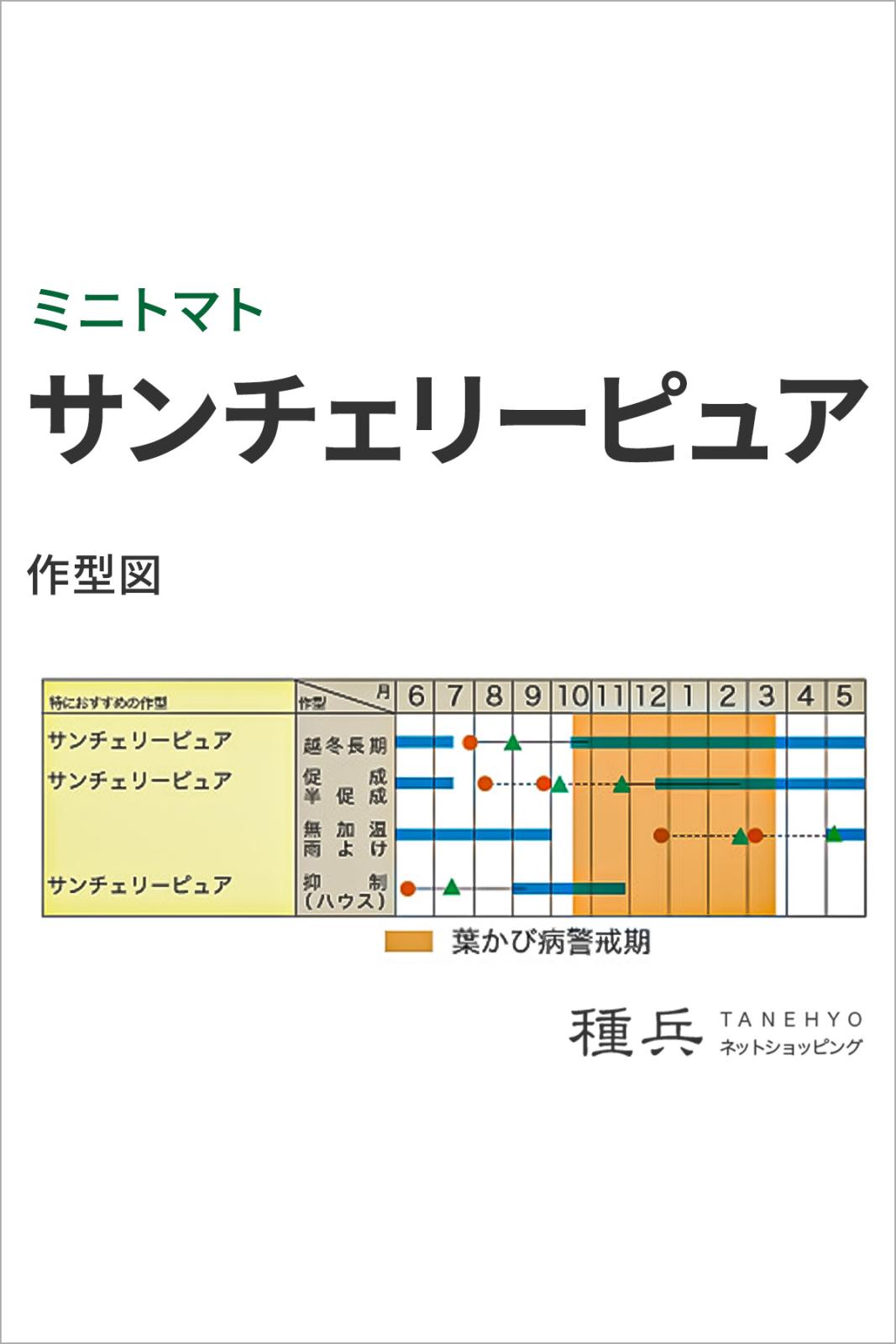 ミニトマト 種 『サンチェリーピュア』 トキタ種苗 | たね,果菜の種