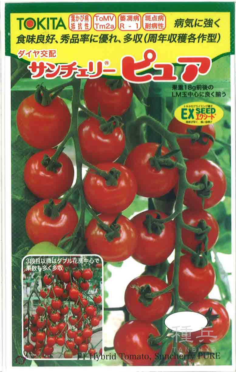 ミニトマト 種 『サンチェリーピュア』 トキタ種苗 | たね,果菜の種
