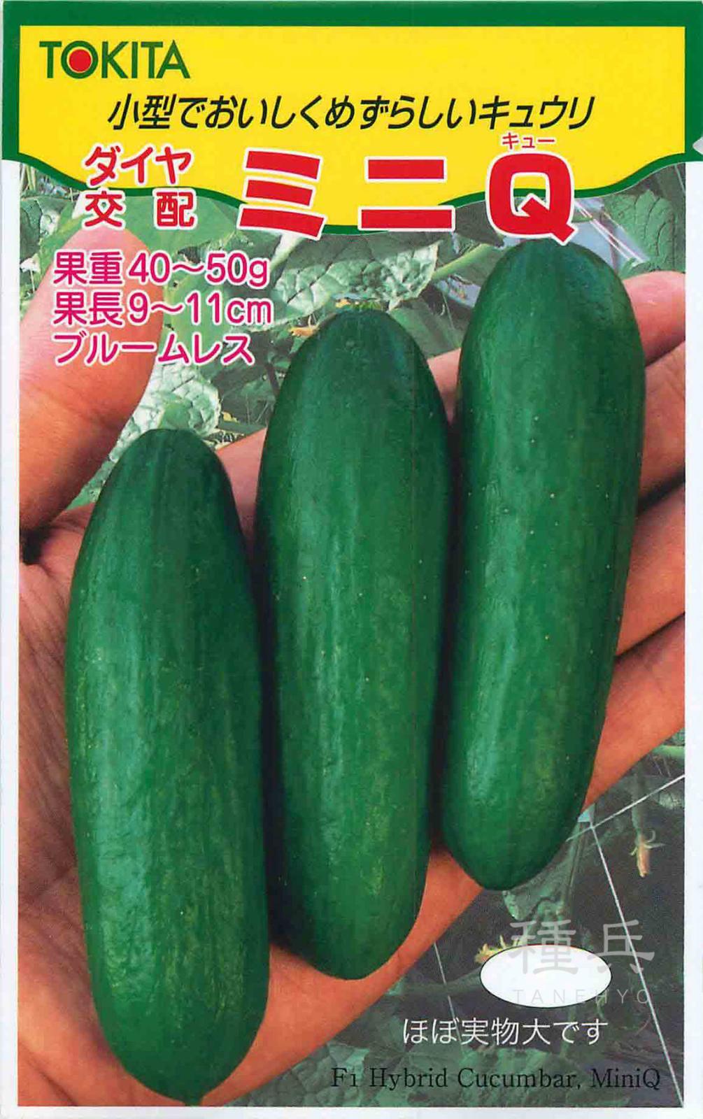 ミニキュウリ 種 『ミニＱ』  トキタ種苗