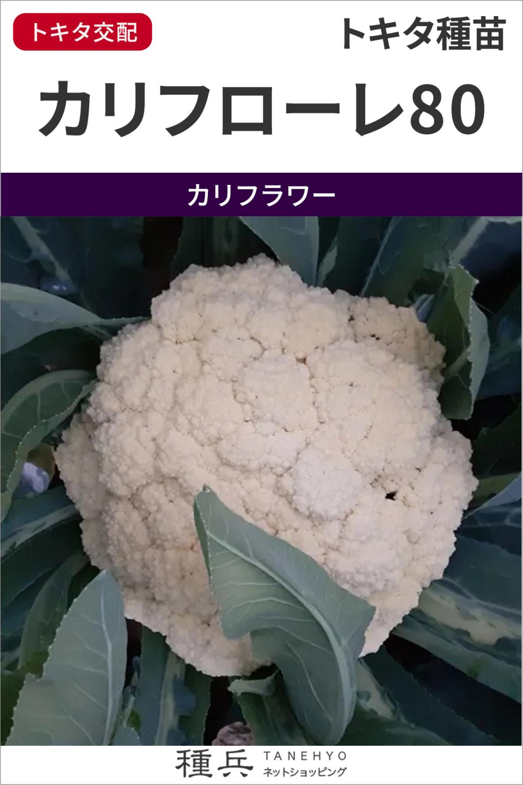 カリフラワー 種 『カリフローレ80』  トキタ種苗