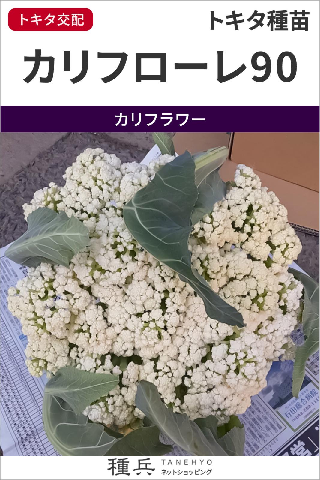 カリフラワー 種 『カリフローレ90』  トキタ種苗