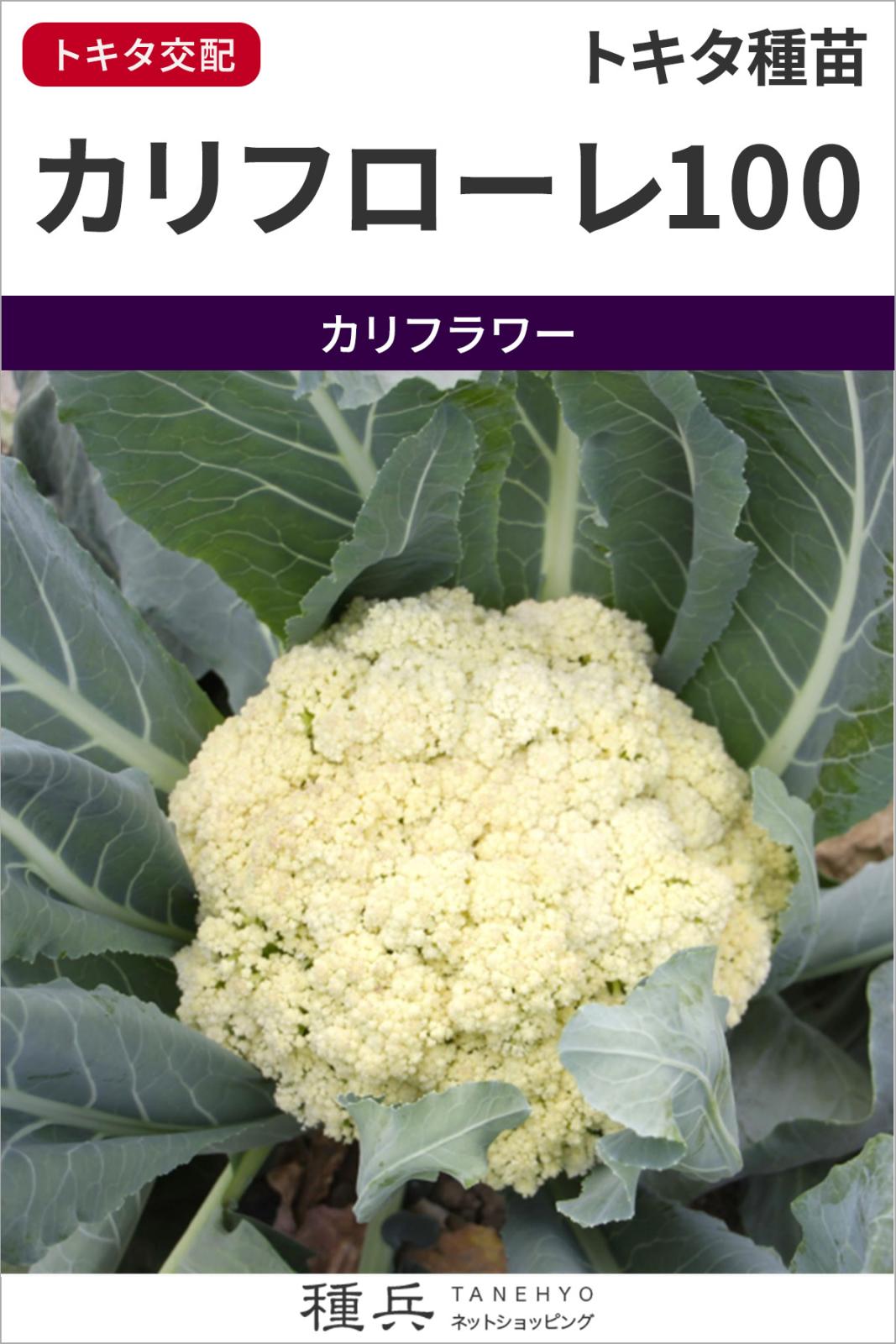 カリフラワー 種 『カリフローレ100』  トキタ種苗