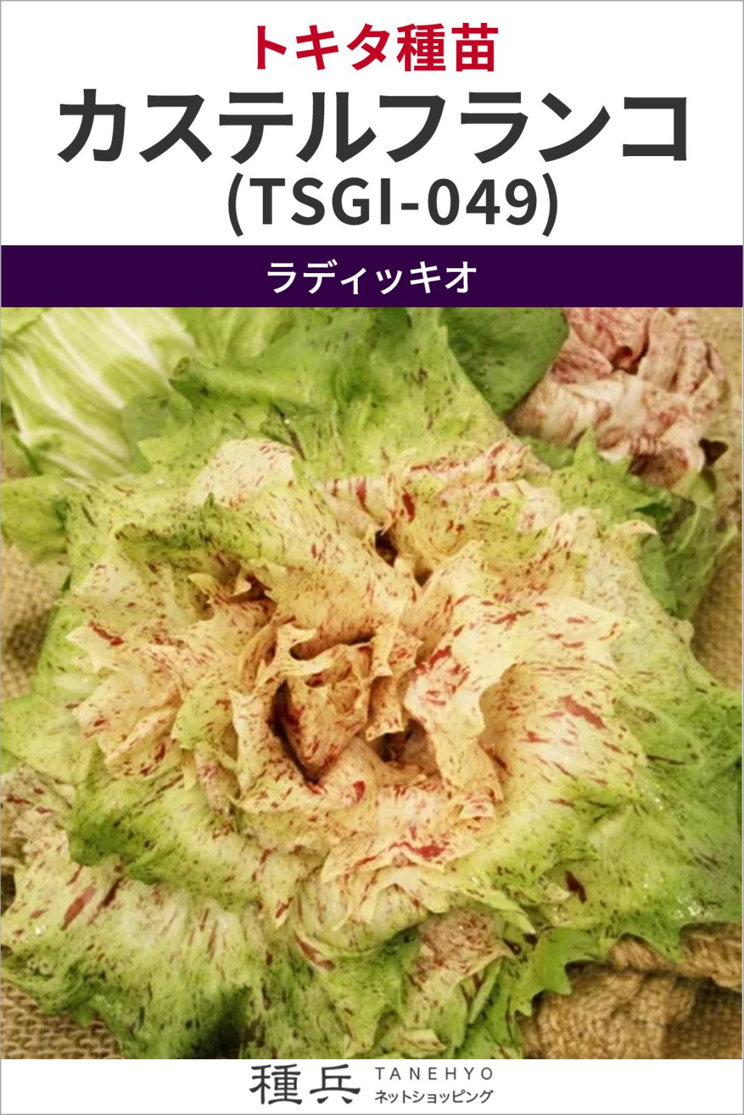 ラディッキオ 種 『カステルフランコ (TSGI-049)』  トキタ種苗