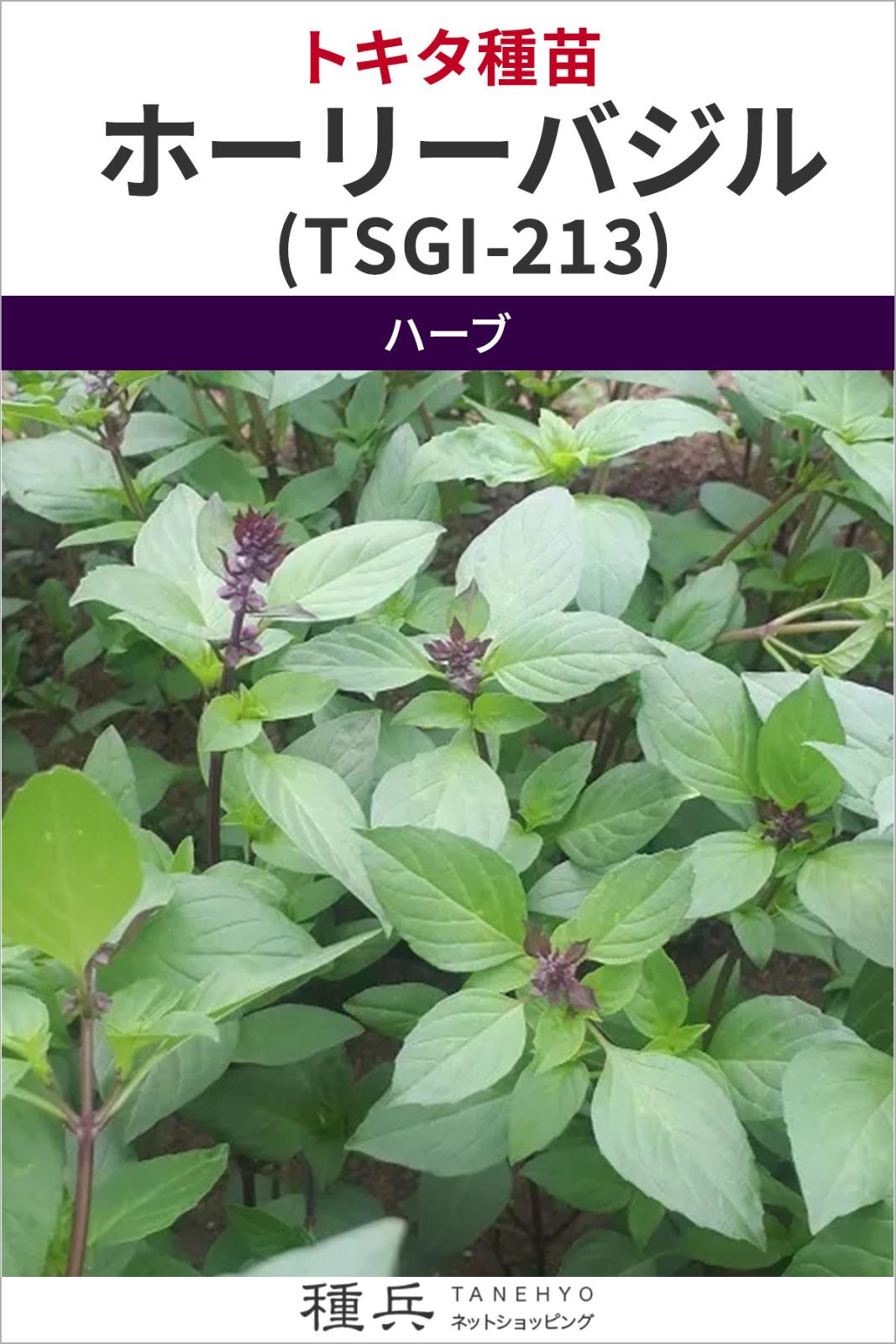ハーブ 種 『ホーリーバジル(TSGI-213)』  トキタ種苗