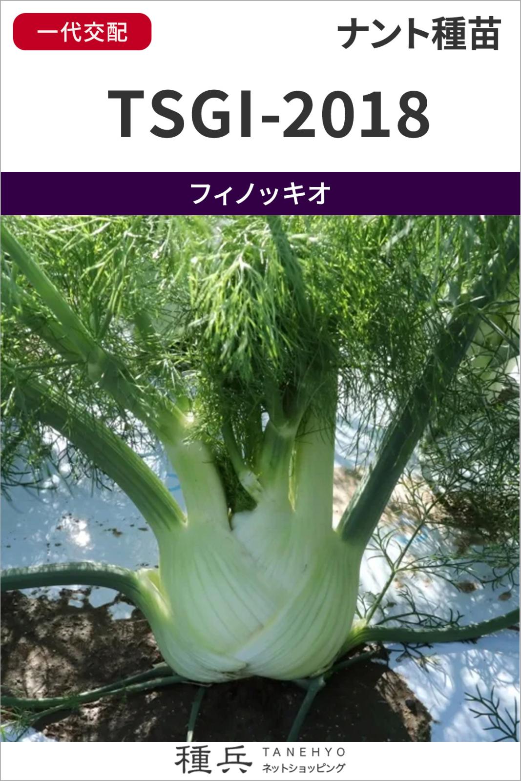 フィノッキオ 種 『TSGI-2018』  トキタ種苗