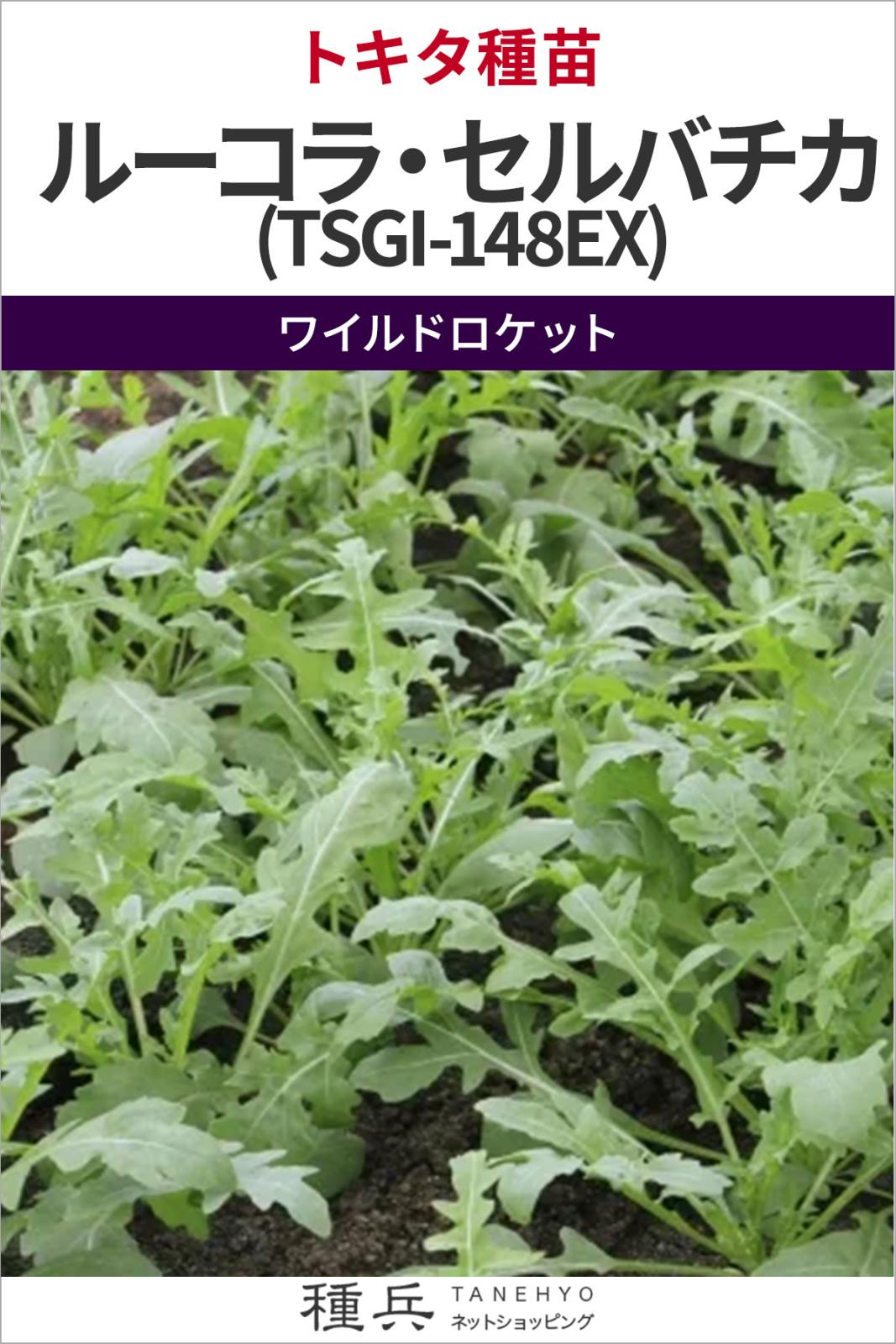 ワイルドロケット 種 『ルーコラ・セルバチカ（TSGI-148EX)』  トキタ種苗