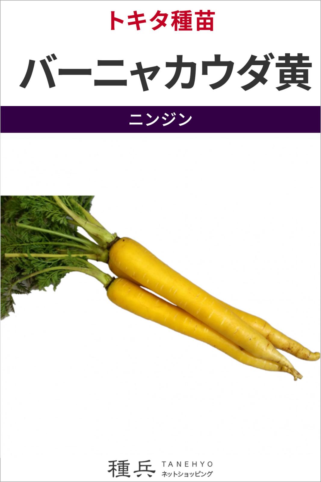 ニンジン 種 『バーニャカウダ黄』  トキタ種苗