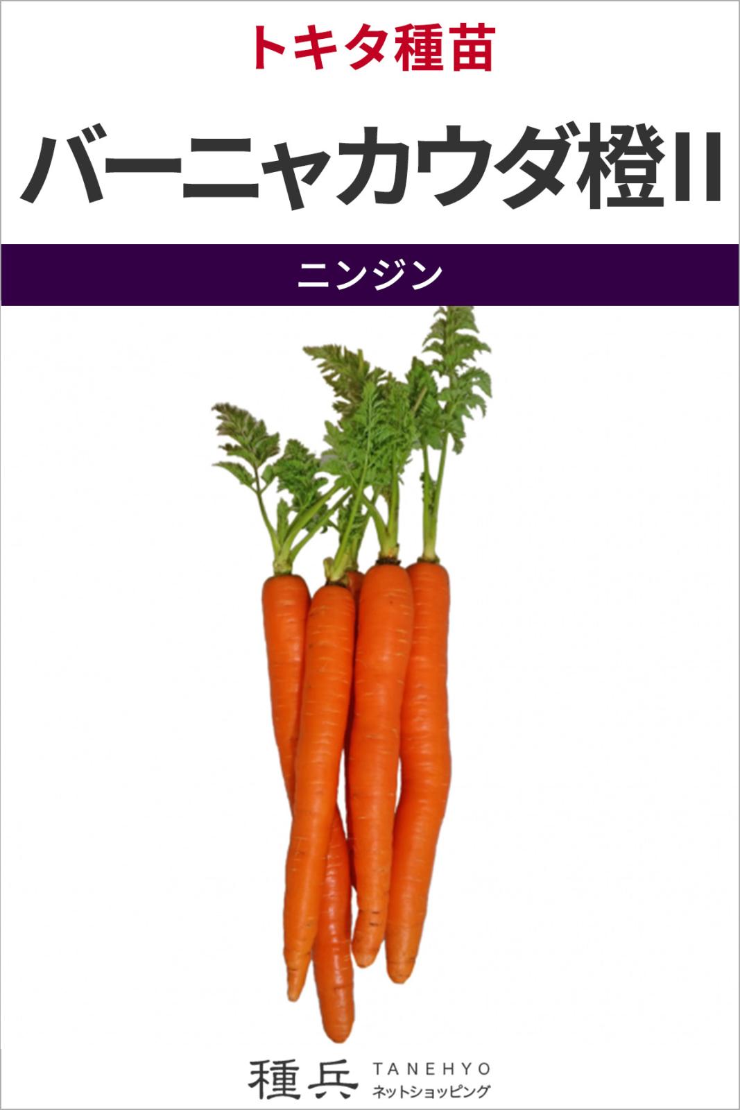 ニンジン 種 『バーニャカウダ橙2』  トキタ種苗