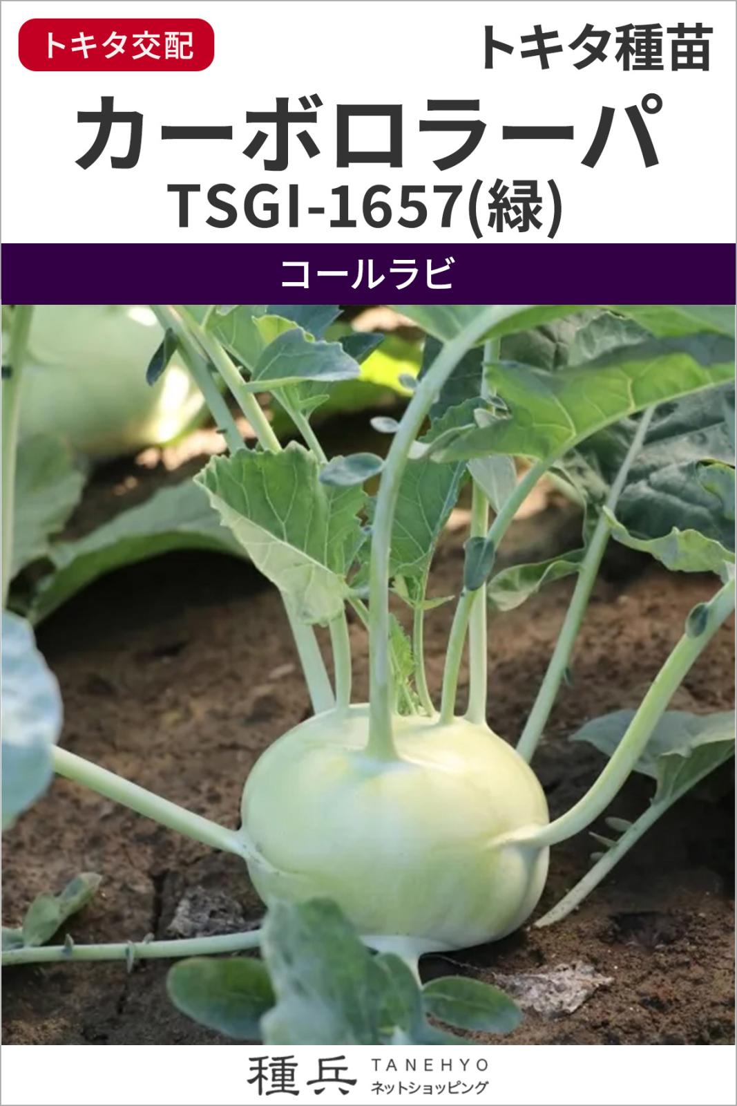 コールラビ 種 『カーボロ・ラーパ(TSGI-1657(緑))』 トキタ種苗