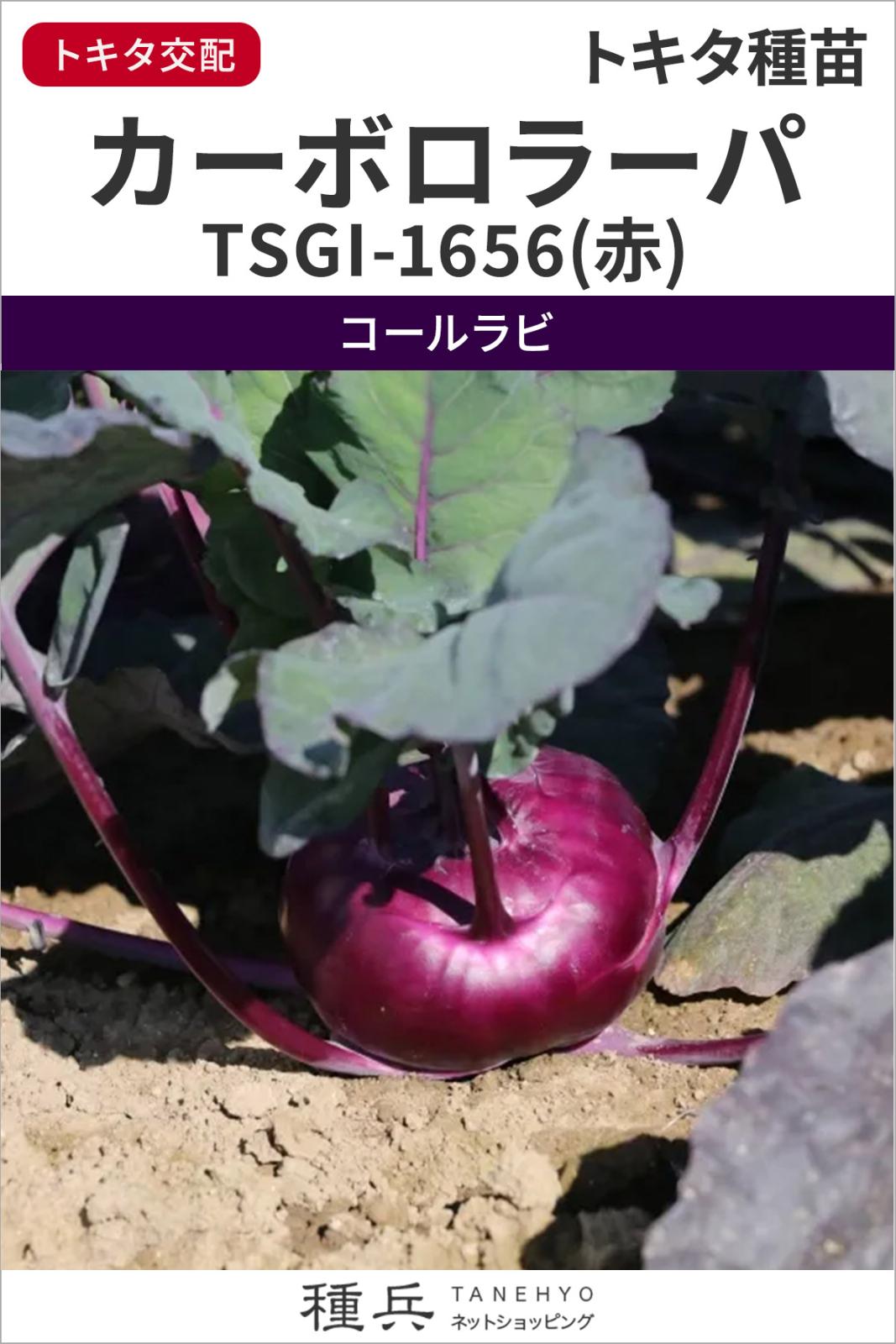コールラビ 種 『カーボロ・ラーパ(TSGI-1656(赤))』  トキタ種苗
