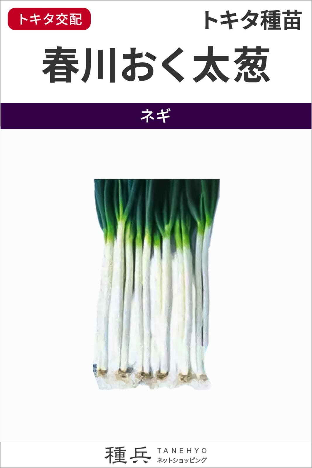 ネギ 種 『春川おく太葱』  トキタ種苗