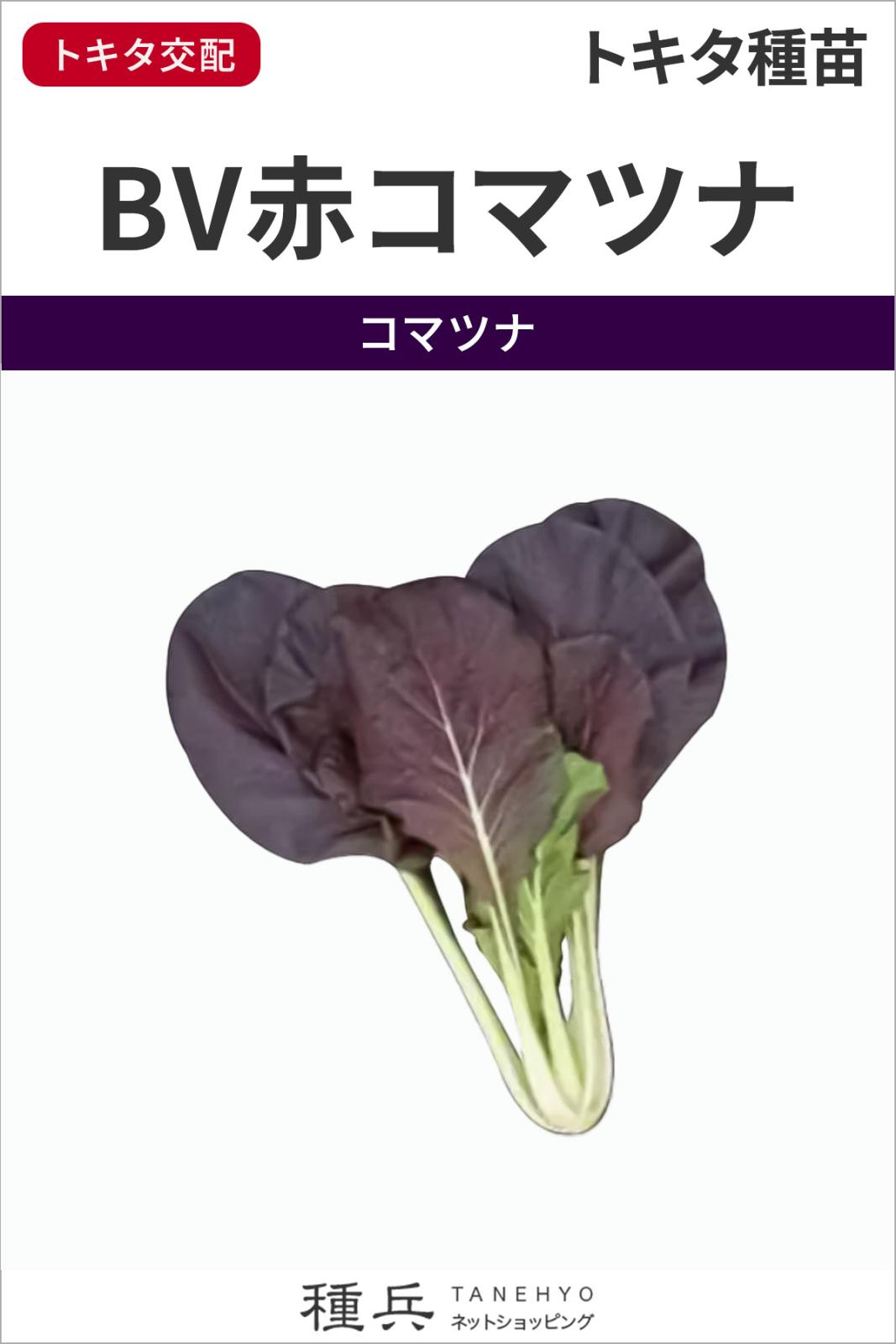 コマツナ 種 『BV赤コマツナ』  トキタ種苗