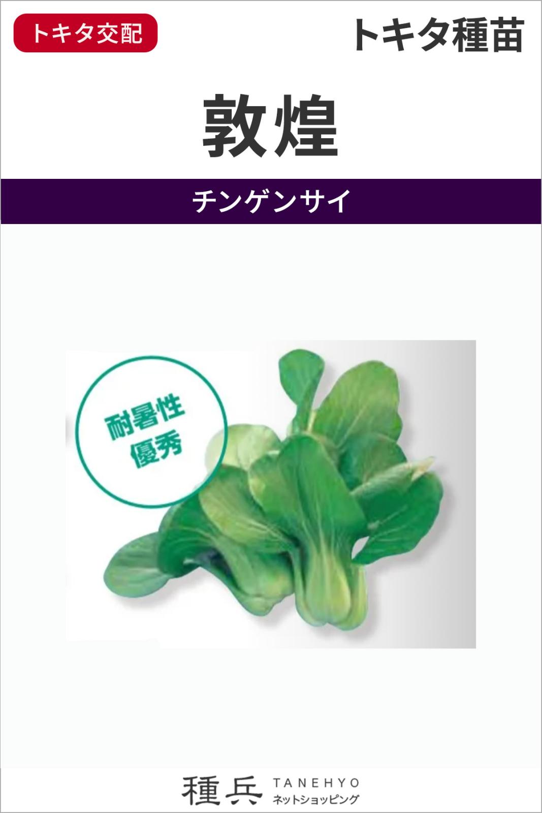 チンゲンサイ 種 『敦煌』  トキタ種苗