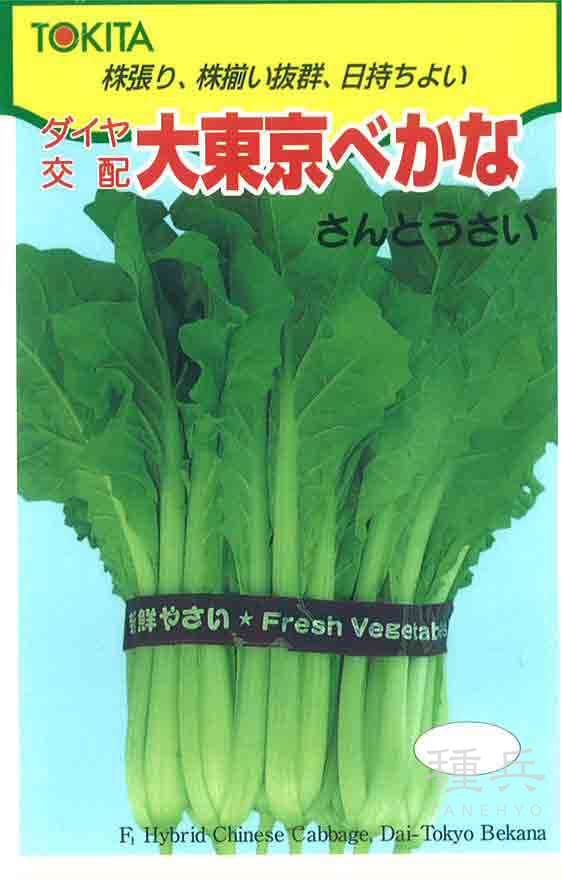 ツケナ 種 『大東京べかな』  トキタ種苗