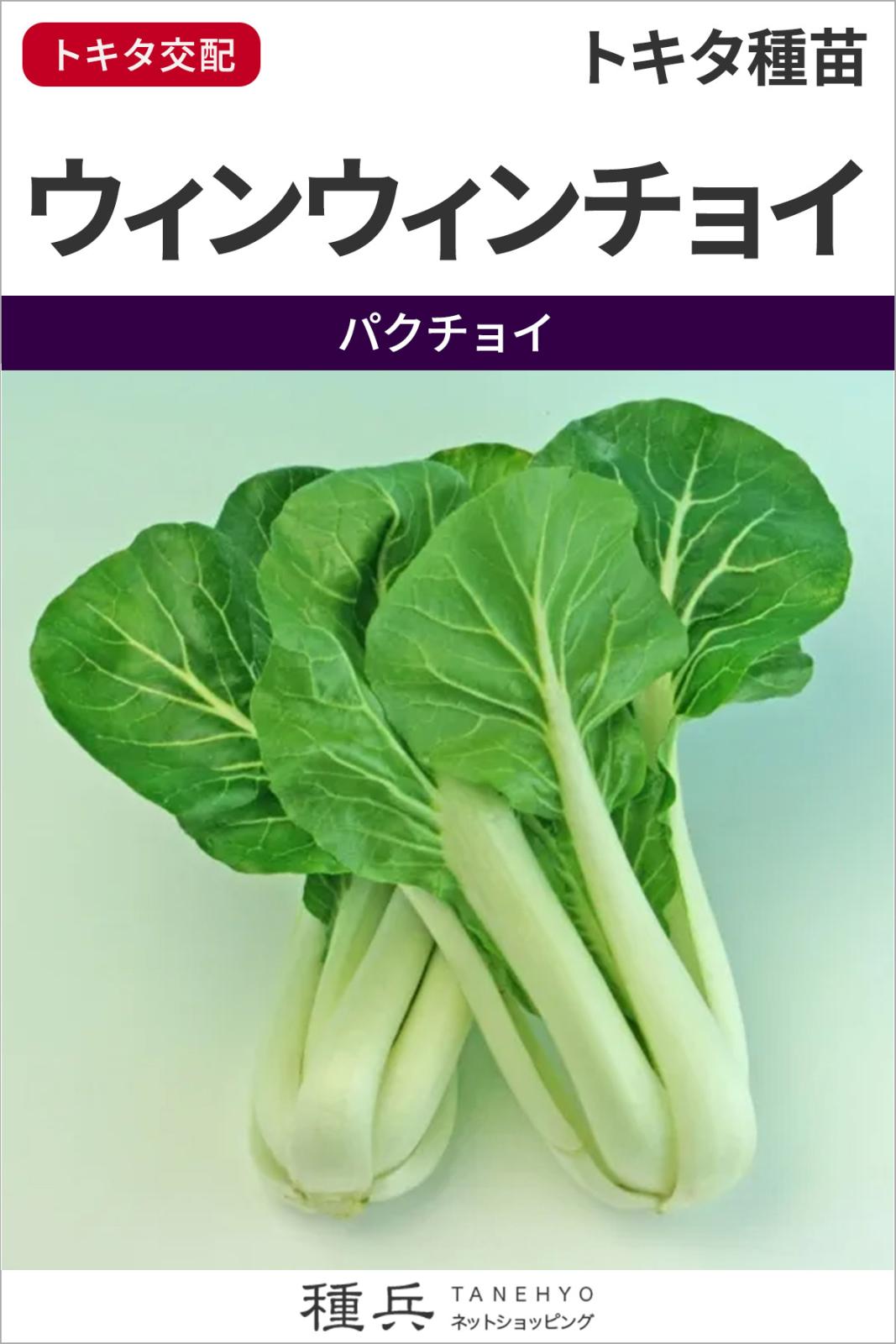 パクチョイ（白梗菜） 種 『ウィンウィンチョイ（おいしいパクチョイ）』  トキタ種苗